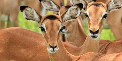 3 days tanzania private mid-range safari 